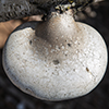 Birch Polypore