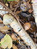 Birch Polypore