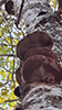 Birch Polypore