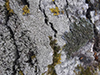 Bitter Wart Lichen