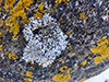 Bottlebrush Frost Lichen