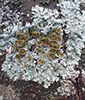 Bottlebrush Shield Lichen