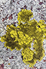 Bright Cobblestone Lichen