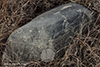 Cinder Lichen