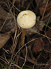 Common Gilled Mushroom or Ally (Order Agaricales)