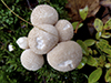 Common Puffball