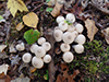 Common Puffball