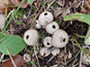 Common Puffball