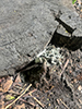 Dead Man’s Fingers