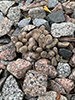Dead Man’s Fingers