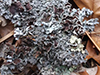 Eastern Speckled Shield Lichen