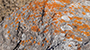 Elegant Sunburst Lichen and Blue-gray Rosette Lichen