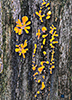 Fan-shaped Jelly Fungus