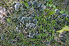 Field Dog Lichen