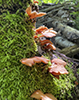 fungus (Scytinotus longinquus)