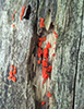 fungus (Tulasnella aurantiaca)