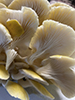 Golden Oyster Mushroom