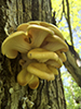 Golden Oyster Mushroom