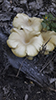 Golden Oyster Mushroom