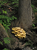 Golden Oyster Mushroom