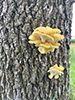Golden Oyster Mushroom