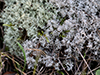 Gray Reindeer Lichen