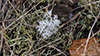 Gray Reindeer Lichen