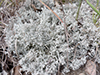 Green Reindeer Lichen