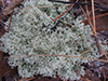 Green Reindeer Lichen