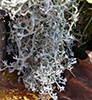 Green Reindeer Lichen