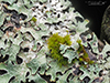 Hammered Shield Lichen