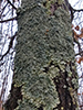 Hammered Shield Lichen
