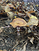 honey mushroom (Armillaria sinapina)