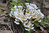 Jellied False Coral Fungus