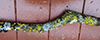 lichen