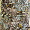 lichen
