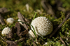 Long-spined Puffball