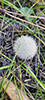 Long-spined Puffball