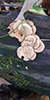 Luminescent Panellus