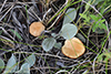 Meadow Waxcap