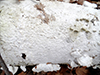 Milk-white Toothed Polypore