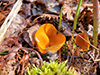 Orange Peel Fungus