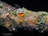 Orange Peel Fungus