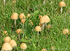 Pale Brittlestem