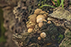 Pear-shaped Puffball