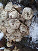 Pear-shaped Puffball