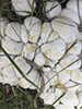 Peeling Puffball