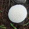 Peeling Puffball