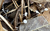 Pinwheel Mushroom (Family Marasmiaceae)