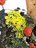 Poplar Sunburst Lichen